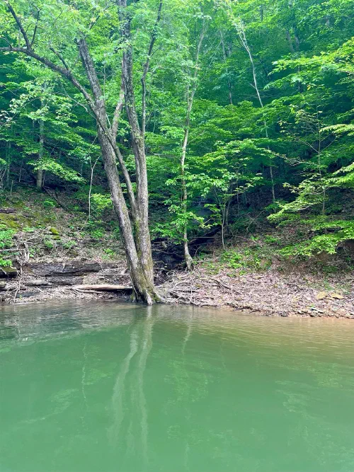 A leaning tree watches over the quiet shore
