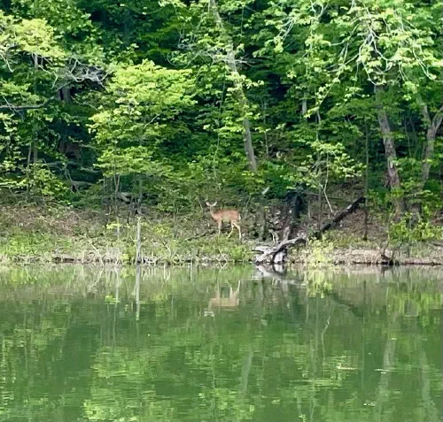 Lone deer standing at the edge of the calm lake