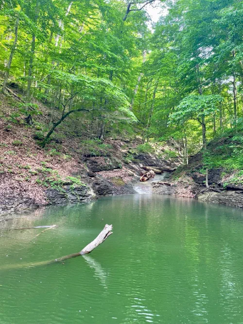 Weathered log in a secluded forest cove with small waterfall